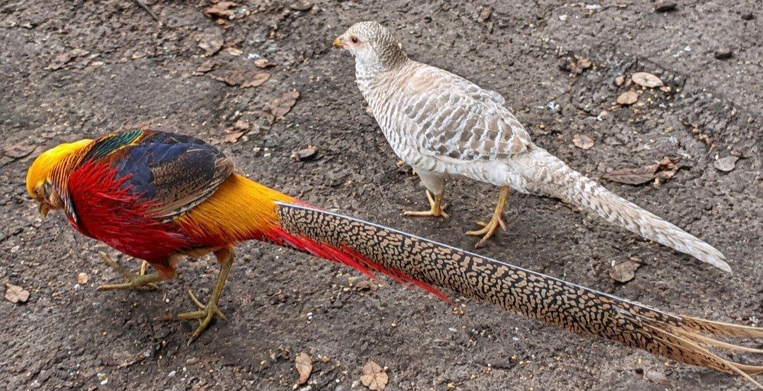 span goudfazanten, Dieren en Toebehoren, Meerdere dieren, Kleurkanarie