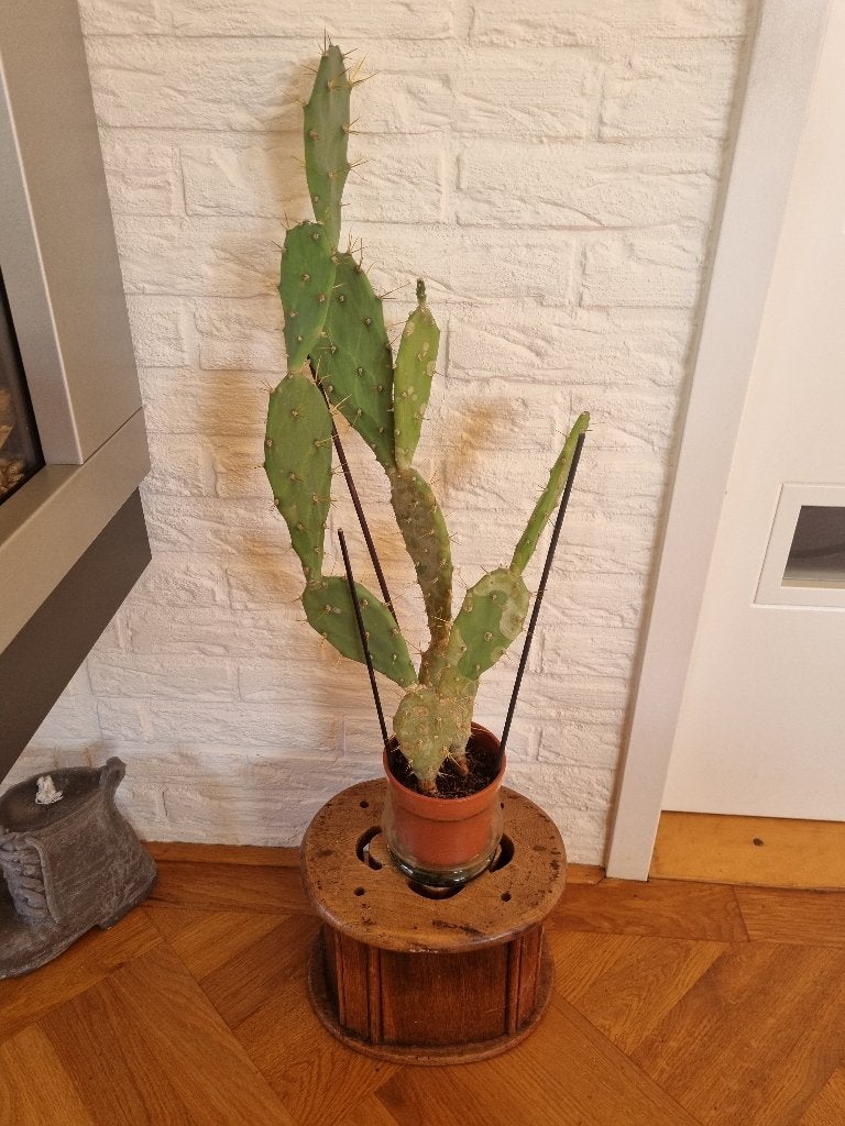 10: grote  schijf cactus, Ophalen of Verzenden, Cactus, Minder dan 100 cm, Volle zon