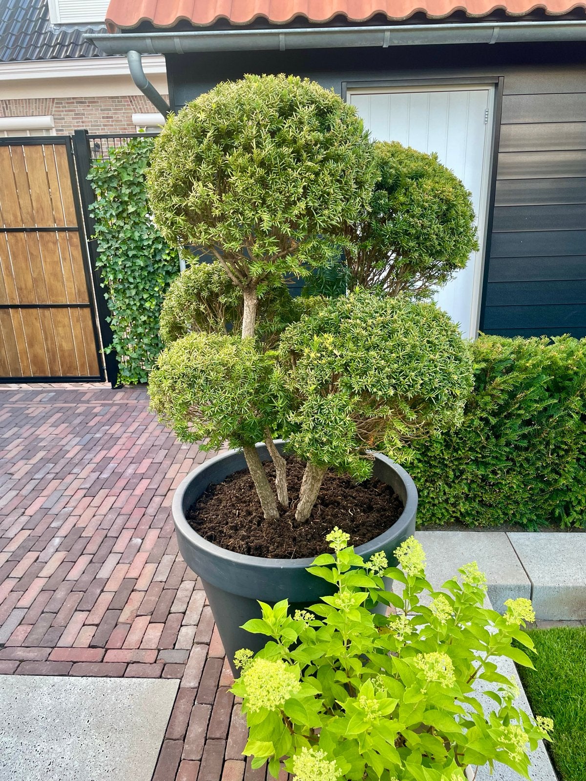 Buxusboom in grote pot, Tuin en Terras, Bloempotten, Gebruikt, Kunststof, Balkon, 70 cm of meer, 40 cm of meer, Rond, Ophalen of Verzenden