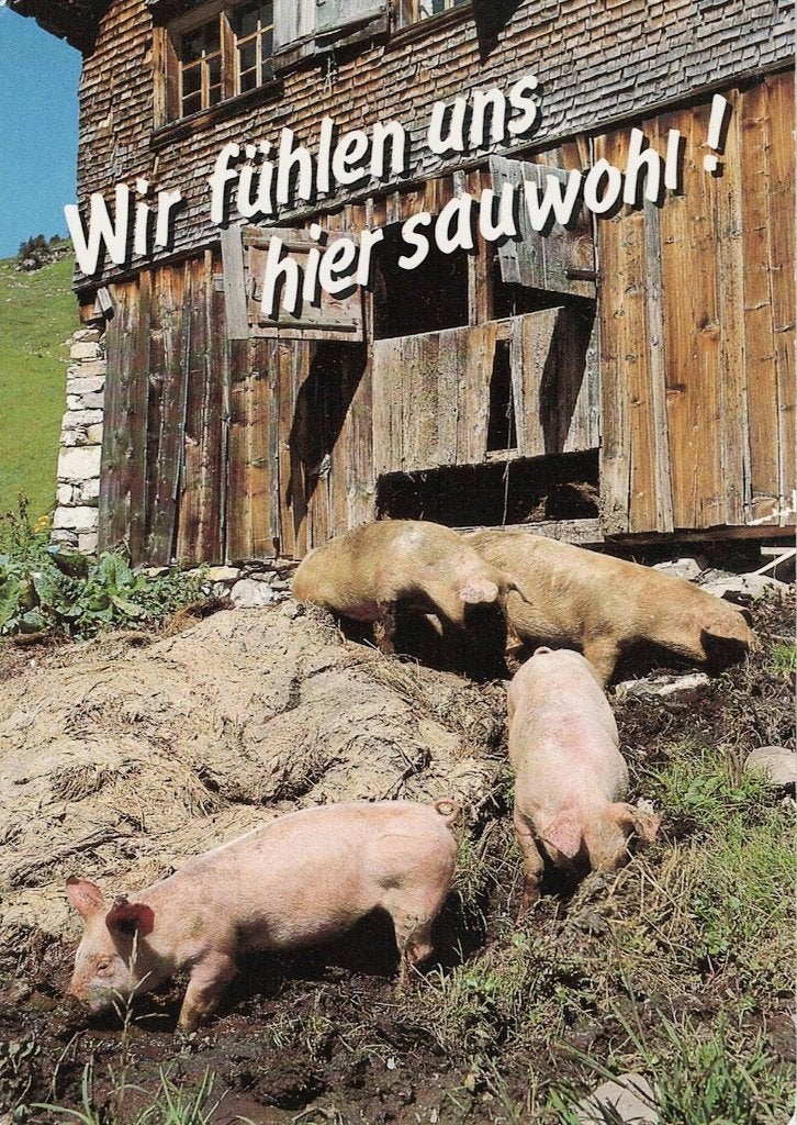 Varkens Wir fuhlen uns hier sauwohl 509, Verzamelen, Ophalen of Verzenden, 1980 tot heden, Gelopen, Overige soorten