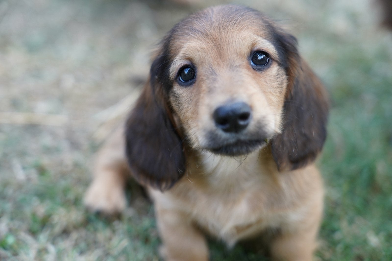 Mooie langharige teckel pups, Parvo, Nederland, 8 tot 15 weken, Dwerg