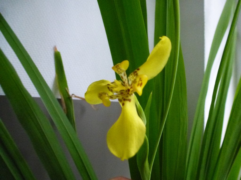 stek stekje Trimezia martinicensis walking yellow iris geel, Overige soorten, Minder dan 100 cm, Bloeiende kamerplant, Halfschaduw