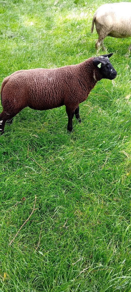 Dek ram, Dieren en Toebehoren, Schapen, Geiten en Varkens, Mannelijk, Schaap