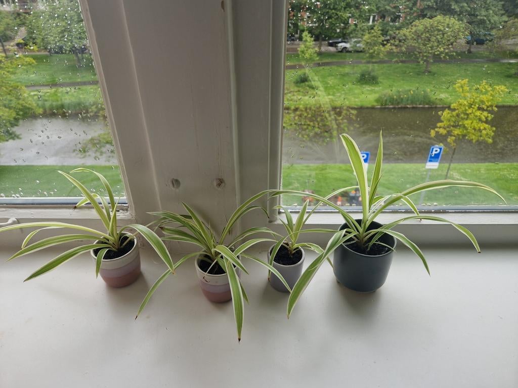 Graslelie - volgroeide stekjes, Ophalen, Vaste plant, Groenteplanten, Volle zon