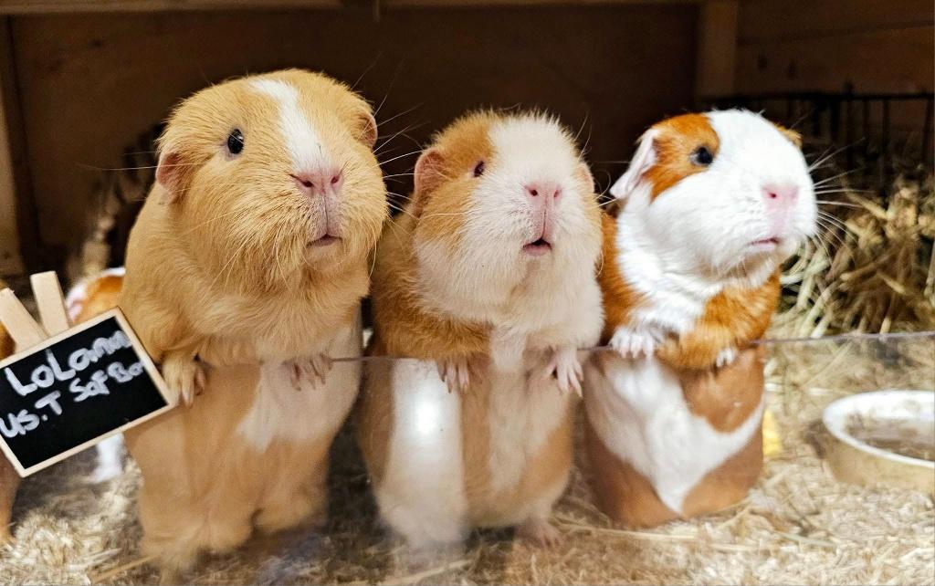 Cavia's, Dieren en Toebehoren, Knaagdieren, April, Meerdere dieren, Cavia