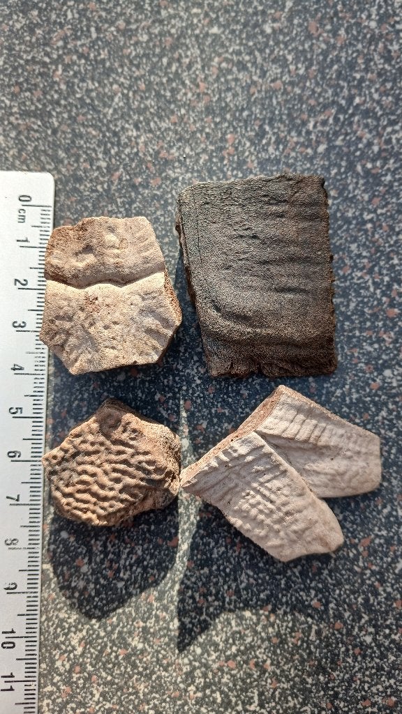 Fossielen fragmenten van een schildpad schild, Ophalen of Verzenden, Fossiel