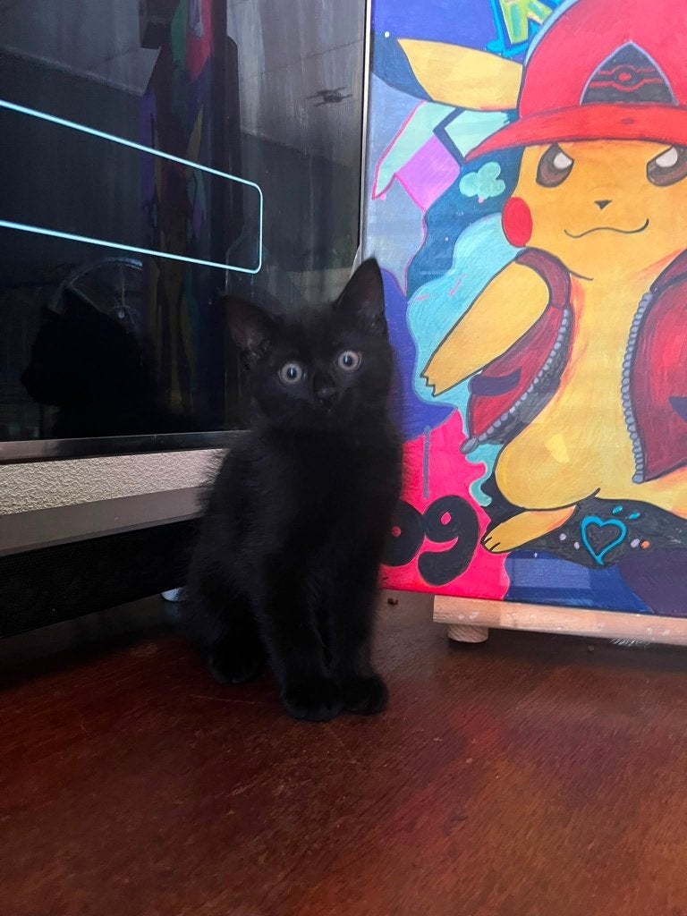 schattige kitten zwart te koop, Poes, Ontwormd, 0 tot 2 jaar
