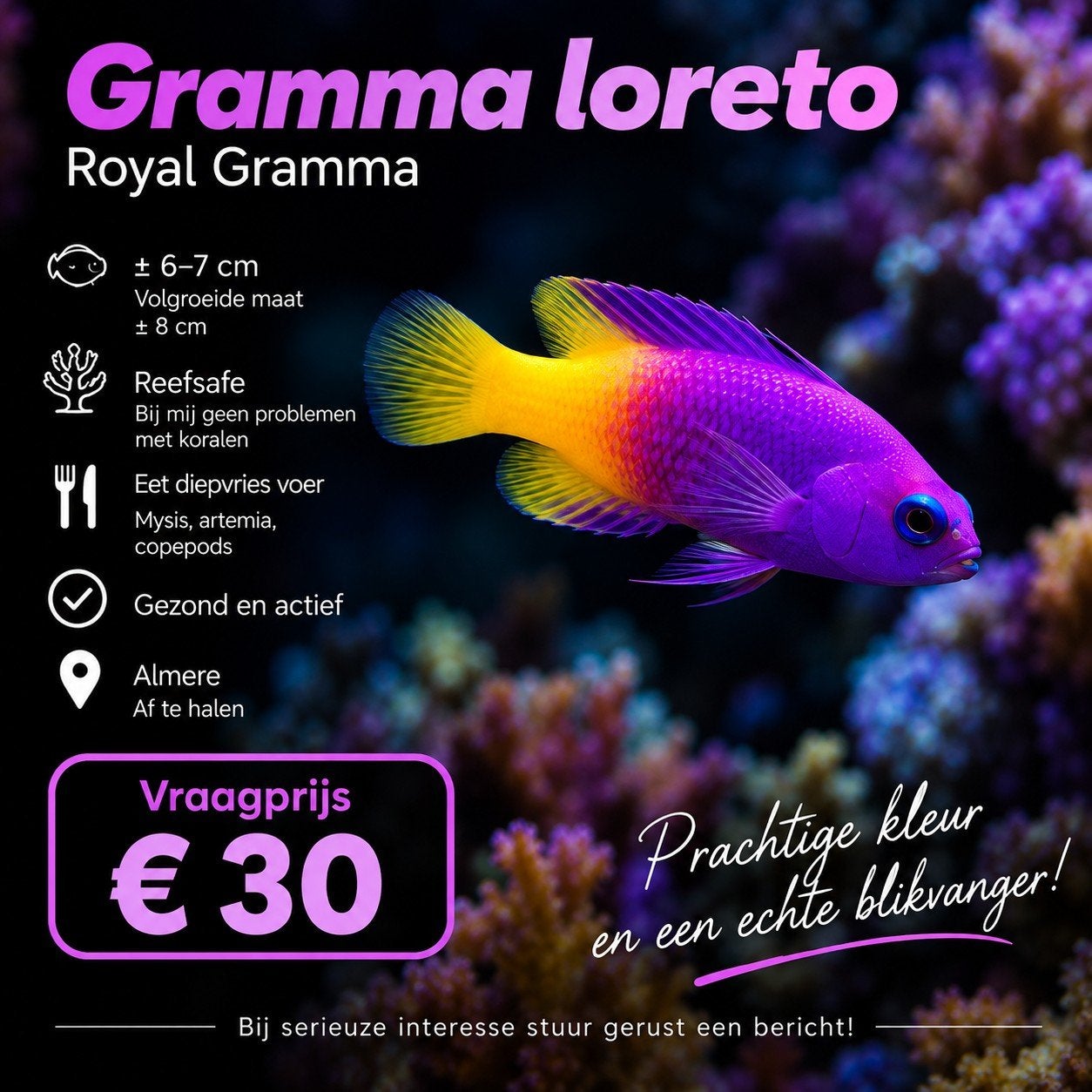 Gramma Loreto - zoutwater vis, Dieren en Toebehoren, Vis