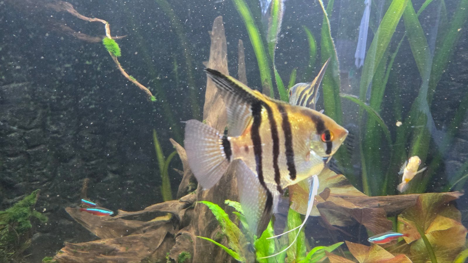 koppel maanvissen, Dieren en Toebehoren, Vis, Zoetwatervis, Schoolvis