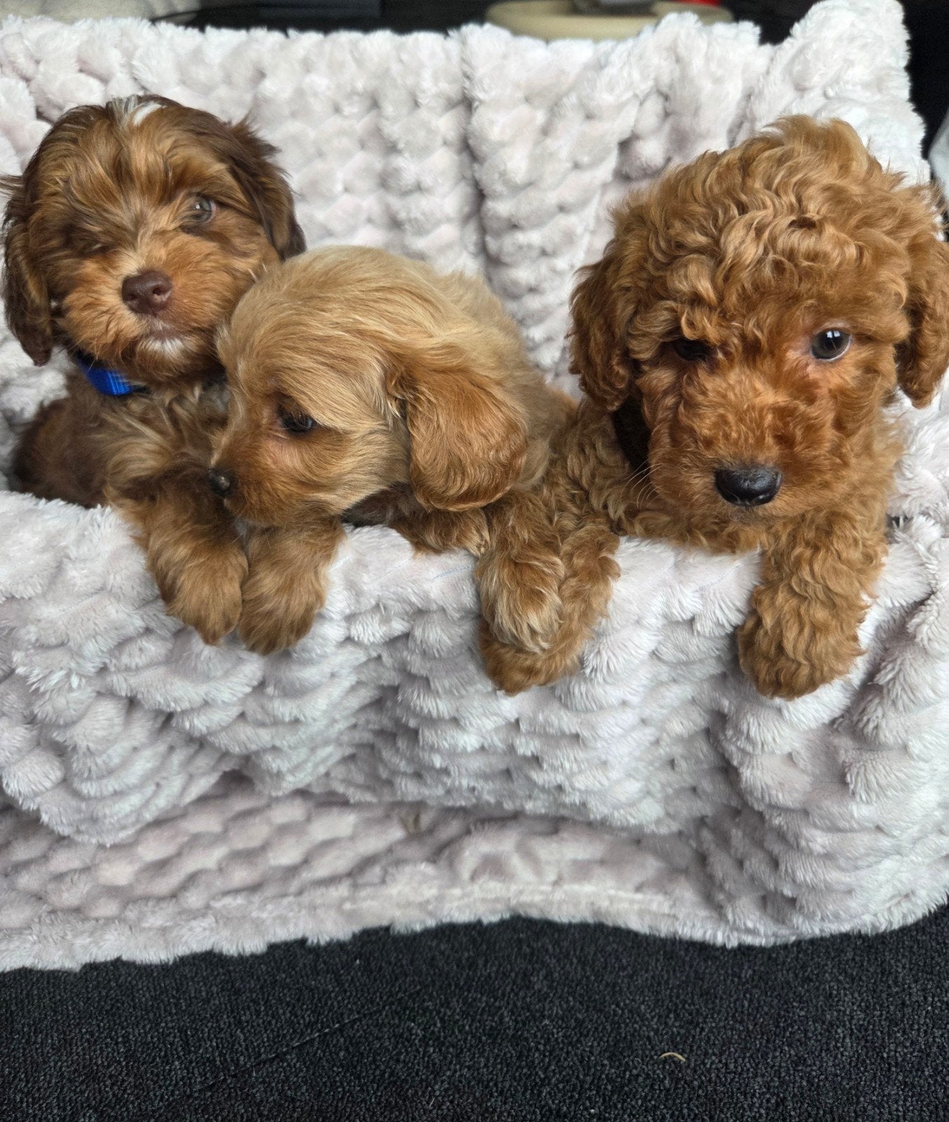 Maltipoo pups, Dieren en Toebehoren, 8 tot 15 weken, Meerdere dieren, Eén hond, Nederland