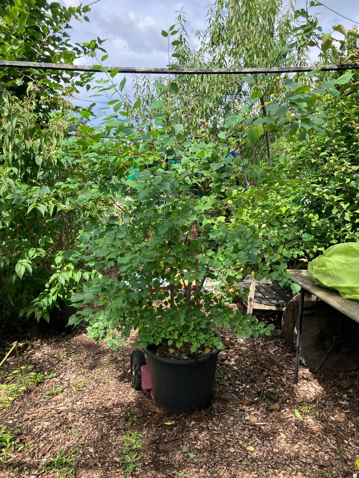 Chinese aardbeienboom (Cudrania tricuspidata), Tuin en Terras, Ophalen, Bloeit niet, Volle zon, Overige soorten