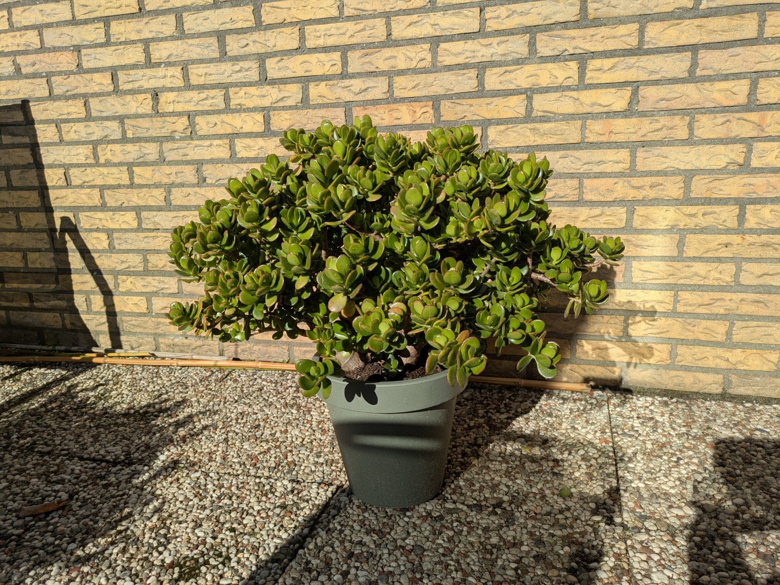 Crassula Ovata (geldplant) 70 cm hoog incl. kunststof pot., Tuin en Terras, Ophalen, Bloeit niet, Overige soorten, Volle zon