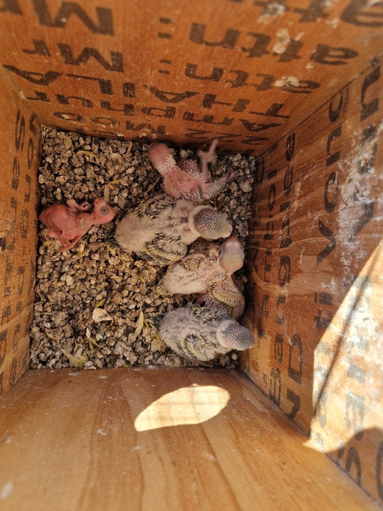 2 + 4 Jonge grasparkieten natuurbroed in buiten voilere., Meerdere dieren, Parkiet