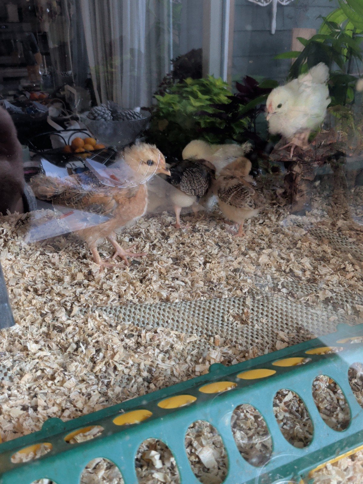 Kuikens, Dieren en Toebehoren, Geslacht onbekend, Kip