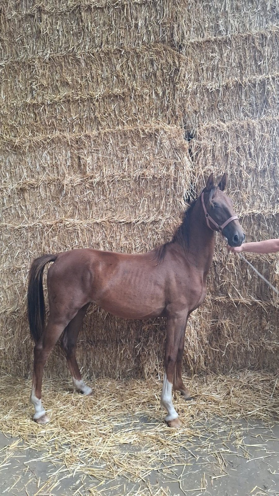 Tuigpaard Merrie te koop!, Dieren en Toebehoren, Merrie