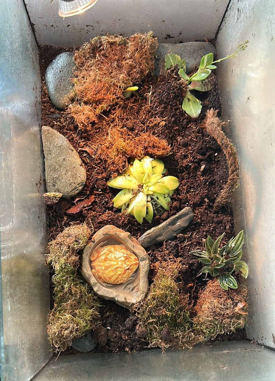 Albino pacman kikker, Amfibie, Met terrarium, 0 tot 2 jaar
