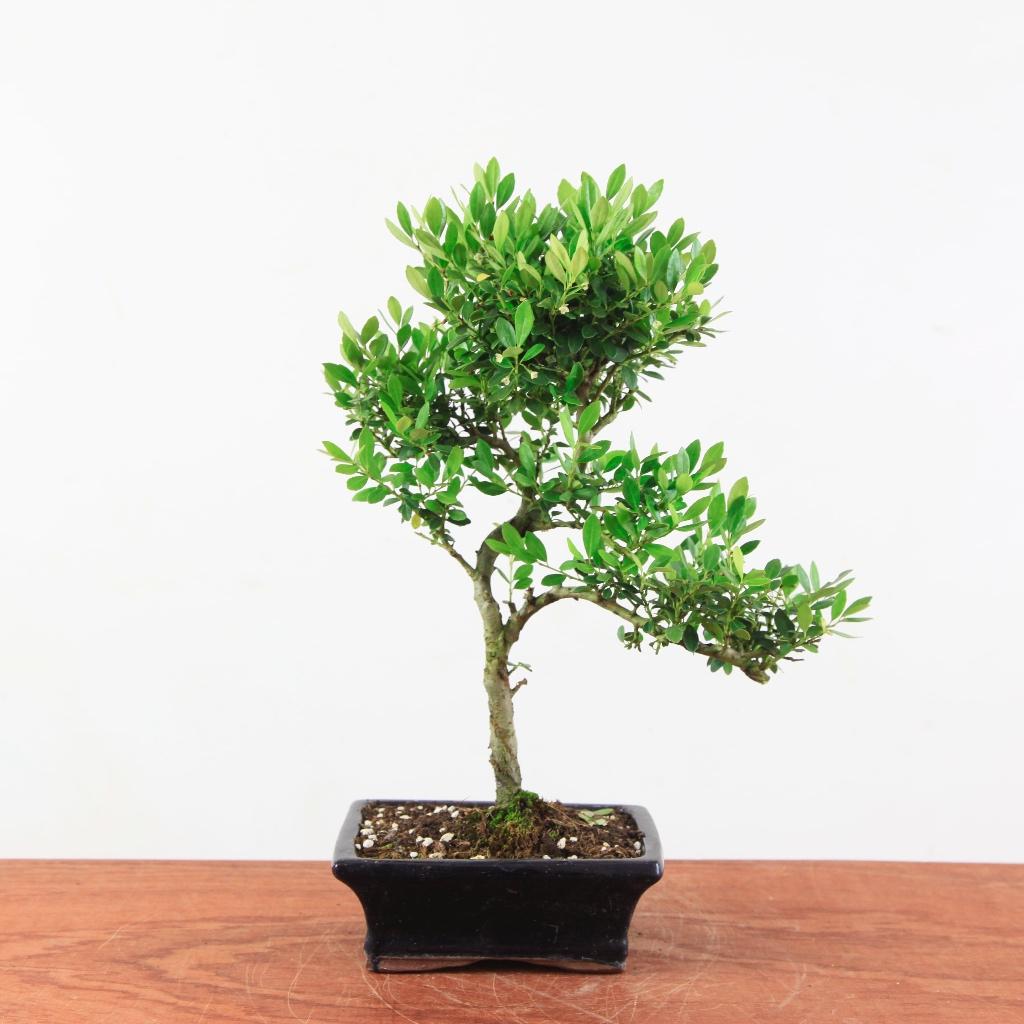 Bonsai Ilex crenata, Tuin en Terras, Planten | Bomen, Overige soorten, Minder dan 100 cm, Halfschaduw, Lente, In pot, Ophalen