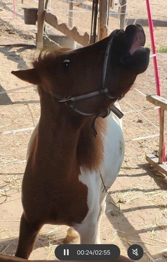 4 jarige (mini) shetlander hengst, Dieren en Toebehoren, Pony's, Hengst, A pony (tot 1.17m), Gechipt, 3 tot 6 jaar