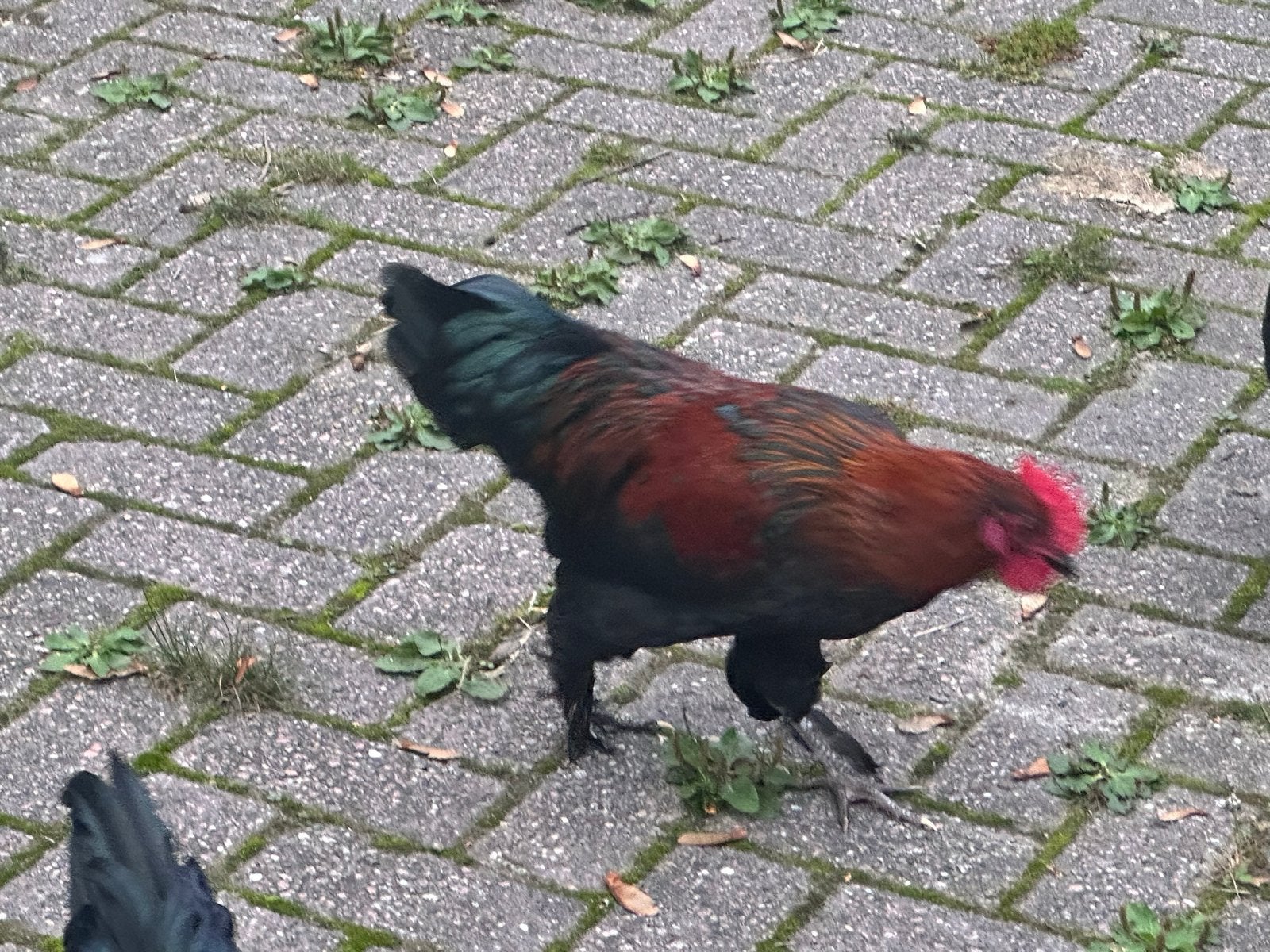 Hanen gratis, Dieren en Toebehoren