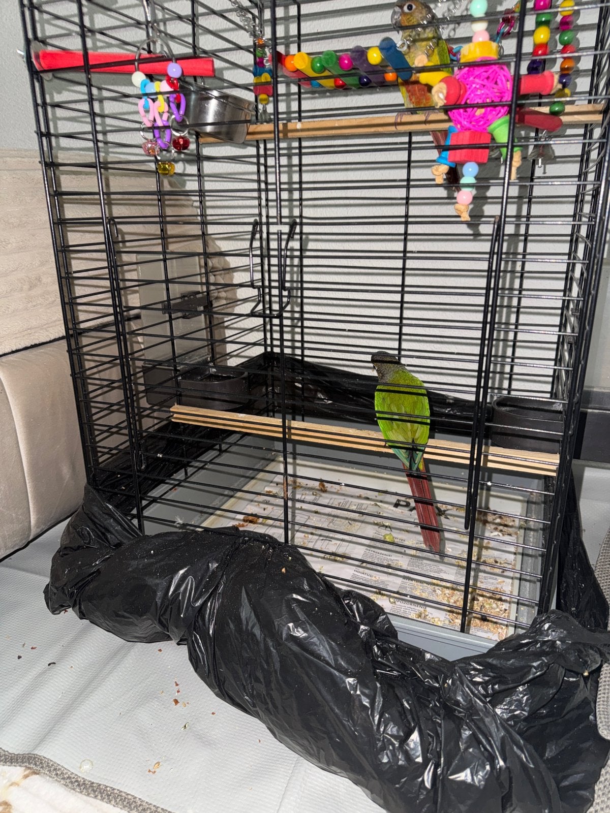 Pakietten te koop, Meerdere dieren, Parkiet, Geringd