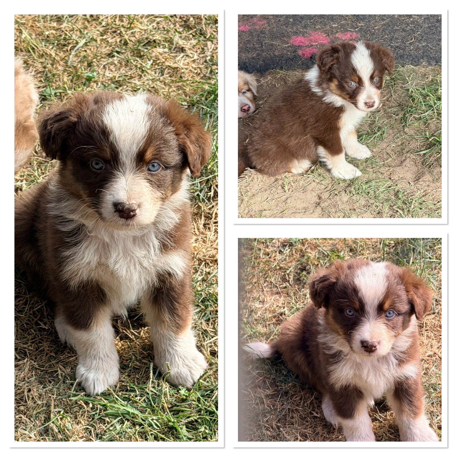 Mooie australian shepherd pups, Dieren en Toebehoren, Parvo, 8 tot 15 weken, Meerdere, Meerdere dieren