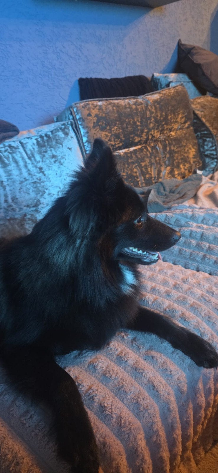 pup, 15 weken tot 1 jaar, Teef, Eén hond, CDV (hondenziekte)