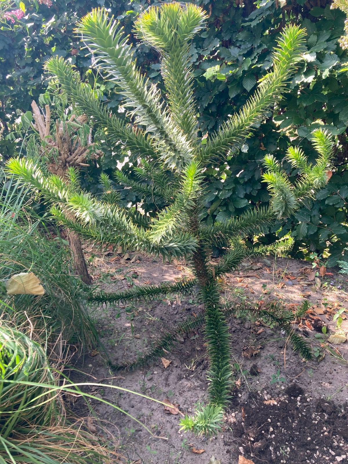 GRATIS Araucaria araucana (Apenboom) - 1 meter hoog, Tuin en Terras, Planten | Bomen, Bloeit niet, Overige soorten, 100 tot 250 cm