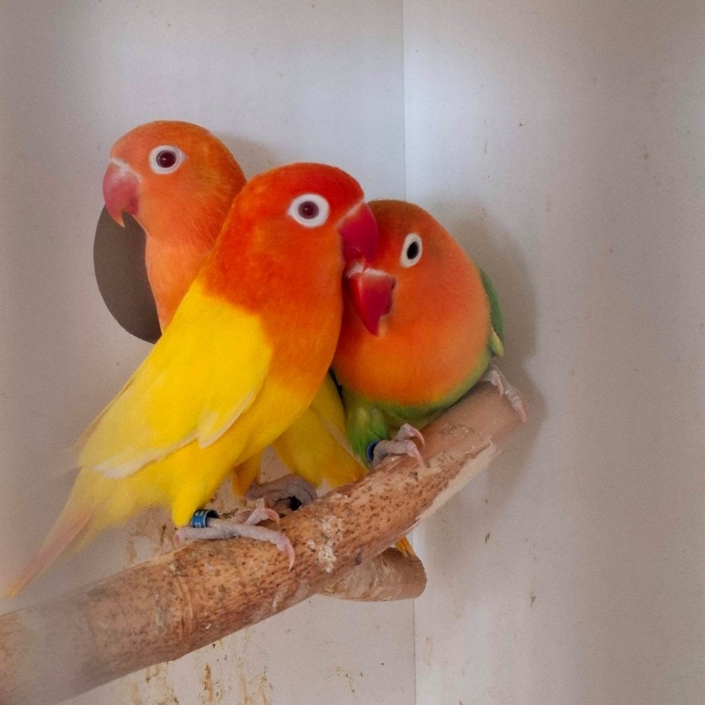 Agapornis Fischeri ino, Dieren en Toebehoren, Geslacht onbekend, Dwergpapegaai of Agapornis, Geringd