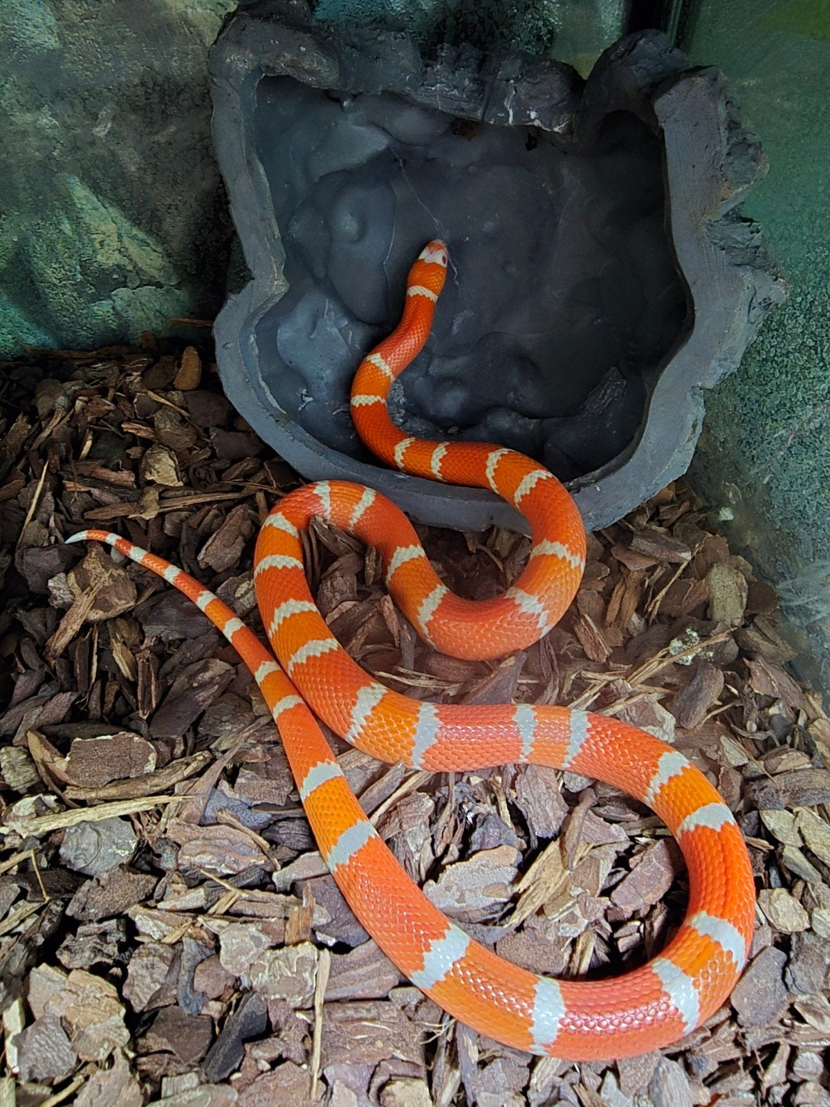 Lampropeltis triangulum hondurensis – DIVERSE BIJZONDERE MOR Milk Snake photo 3