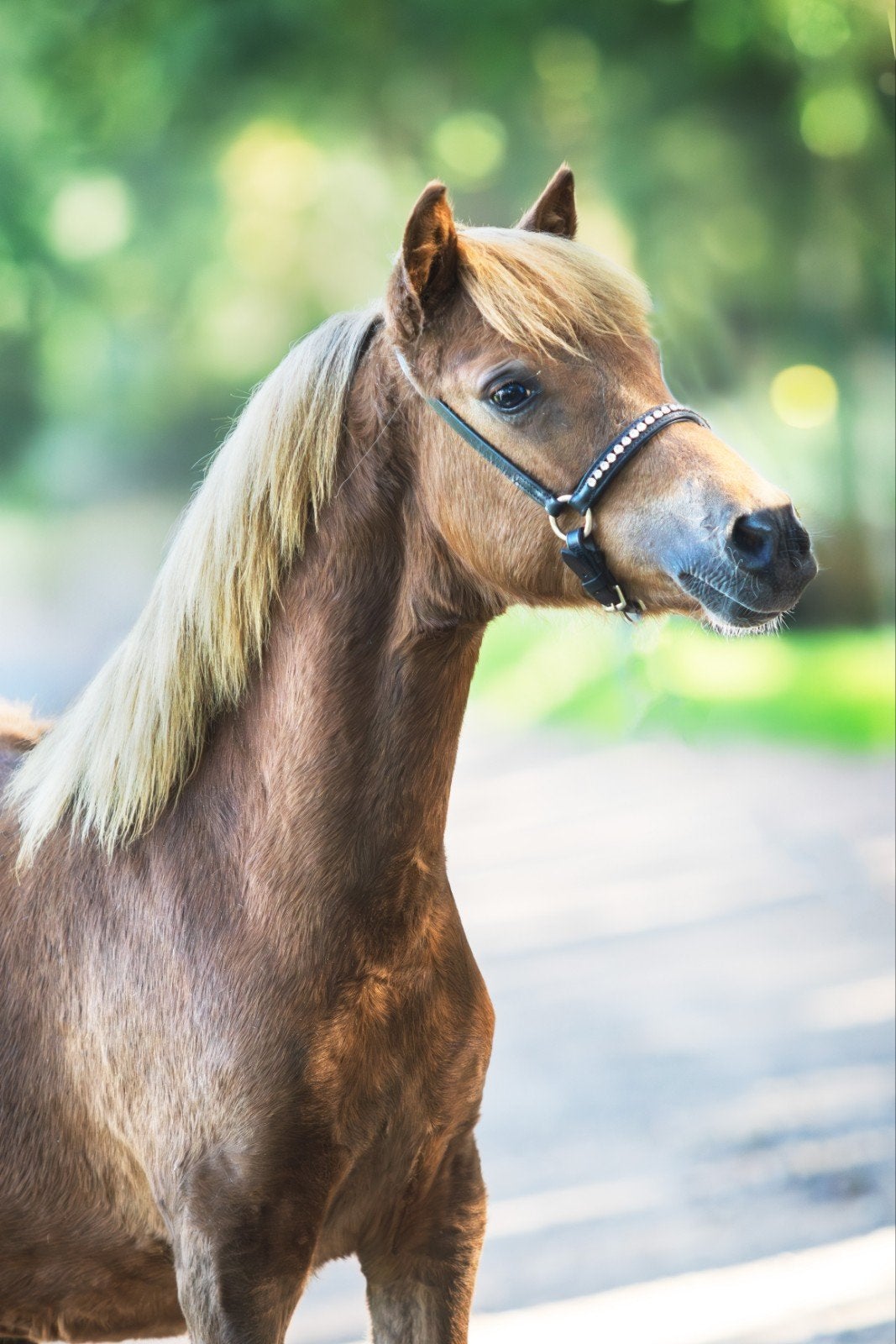 🧡 2 hele knappe A/B pony merrie veulens🧡, Dieren en Toebehoren, Merrie, Met stamboom, Niet van toepassing, 0 tot 2 jaar