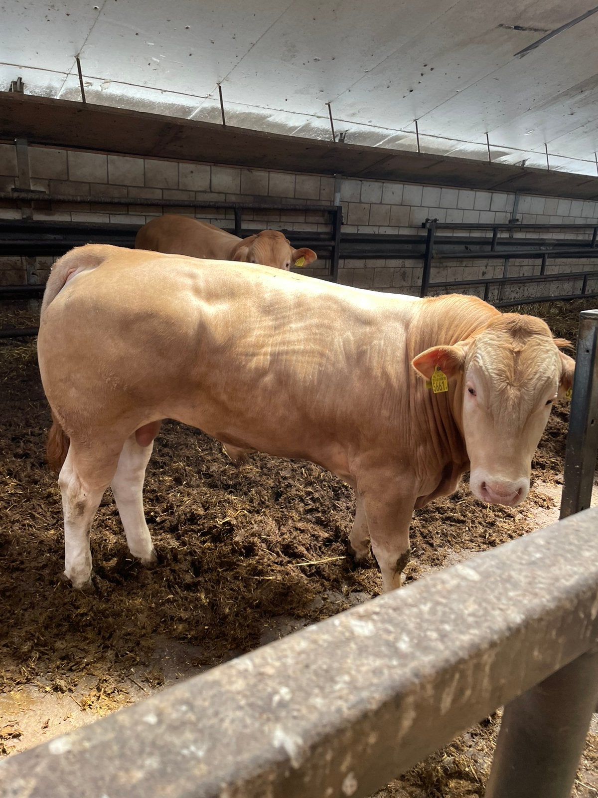 Mooie blonde dekstier, Mannelijk, Groot