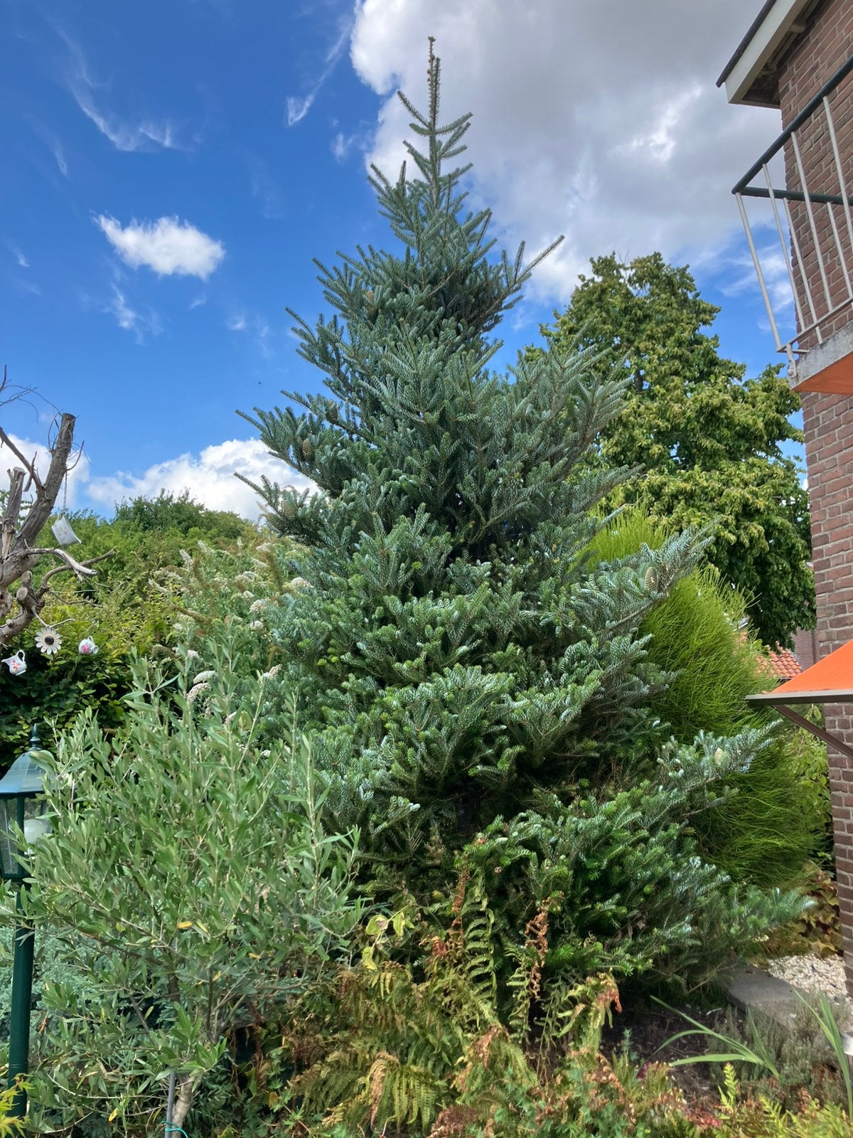 Zilverspar - ongeveer 4 meter hoog, Tuin en Terras, Planten | Bomen, Ophalen, Bloeit niet, Volle zon, Overige soorten