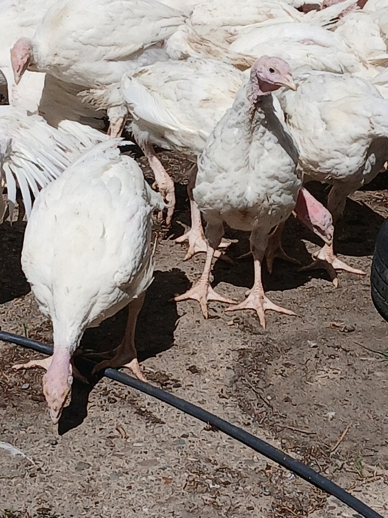 Kalkoen breedborst, Dieren en Toebehoren, Pluimvee, Meerdere dieren, Kalkoen