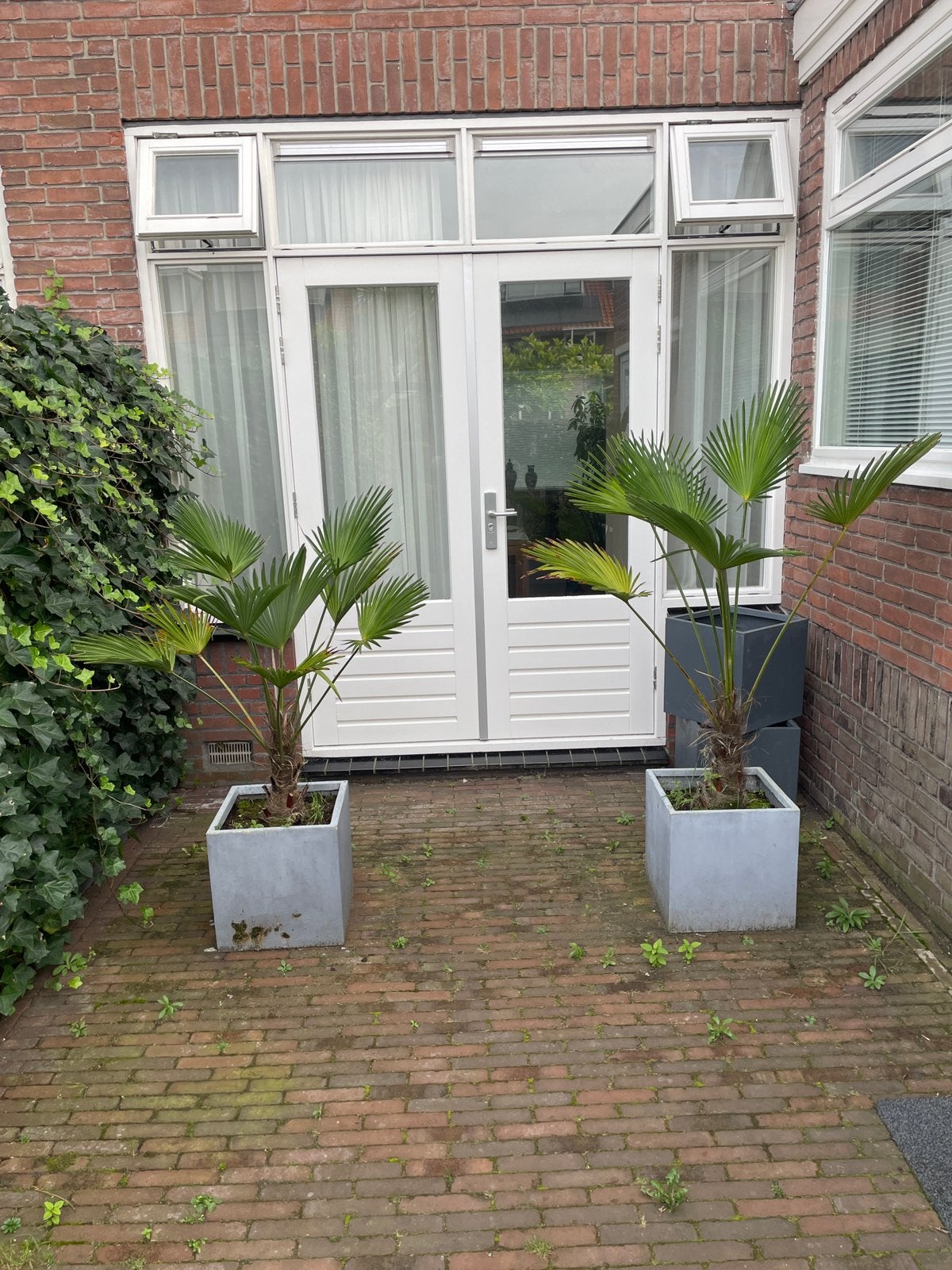 Palm, Overige soorten, Volle zon, Vaste plant, Ophalen of Verzenden