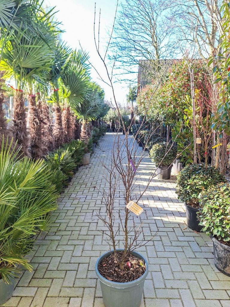 Acer Palmatum Skeeters Broom, Japanse esdoorn, Ophalen, Bloeit niet, Halfschaduw, Overige soorten
