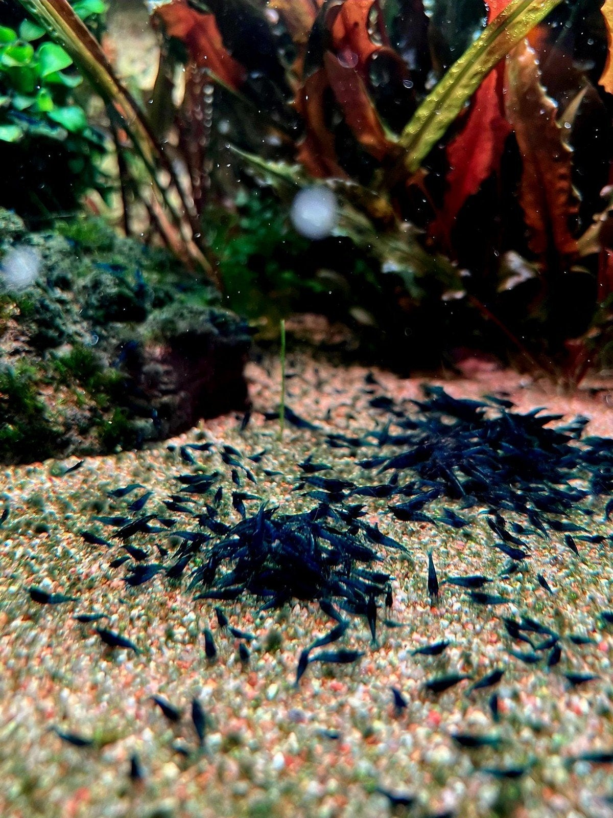 🦐💙Leeg verkoop: High Grade Blue Dream garnalen💙🦐, Kreeft, Krab of Garnaal, Zoetwatervis, Schoolvis