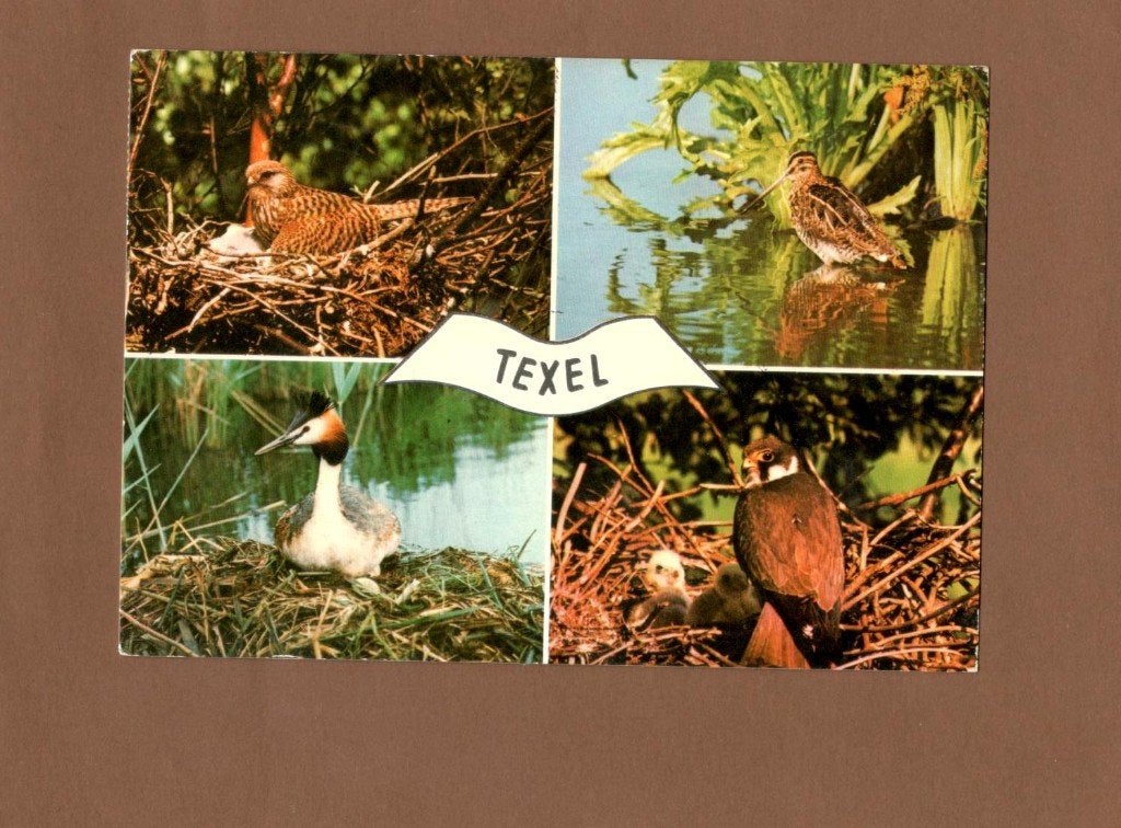 Texel soorten vogels broedend op eiland., Verzenden, 1960 tot 1980, Waddeneilanden