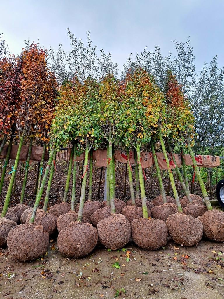 Pyrus Chanticleer (Chinese Sierpeer) 🌳❗️kwaliteit❗️🌳, Ophalen