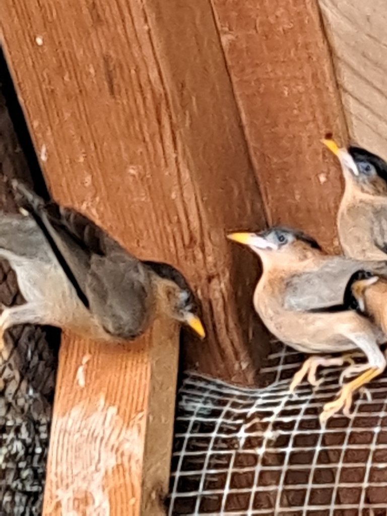 Pagodespreeuw roodvleugelspreeuw driekleurglansspreeuw, Dieren en Toebehoren, Meerdere dieren, Tropenvogel, Geringd