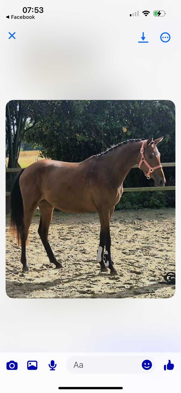 Dressuur merrie, Dieren en Toebehoren, Paarden, Merrie, B, Recreatiepaard, 3 tot 6 jaar