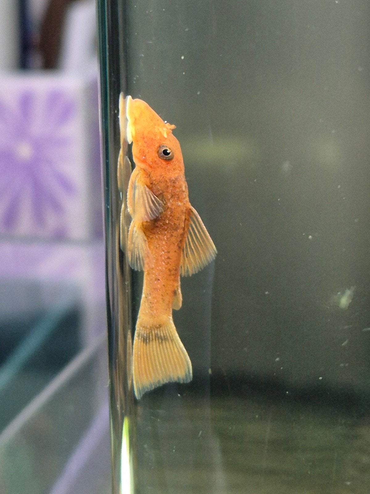 rode ancistrus- L nummer, Dieren en Toebehoren, Vis, Zoetwatervis