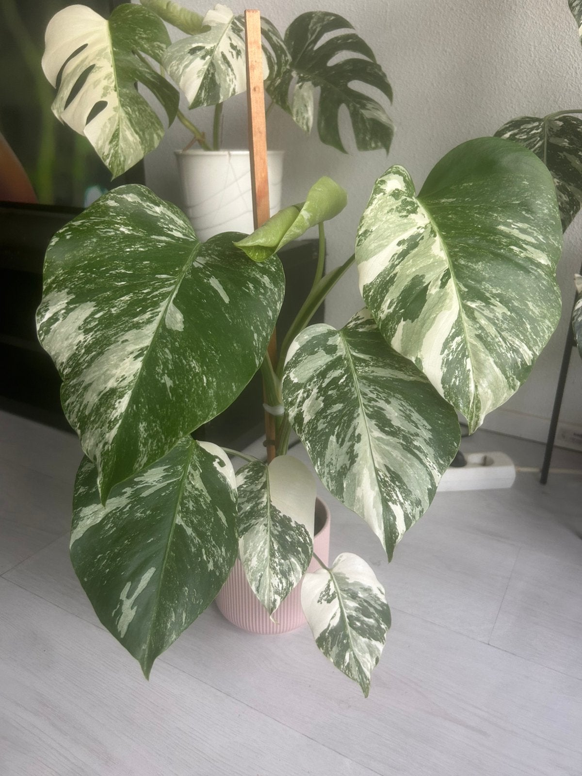 Monstera albo variegata n 1, Huis en Inrichting, Groene kamerplant, Ophalen of Verzenden, In pot, Minder dan 100 cm