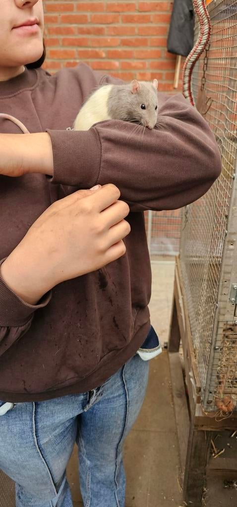 Tamme ratten, Maart, Meerdere dieren, Rat