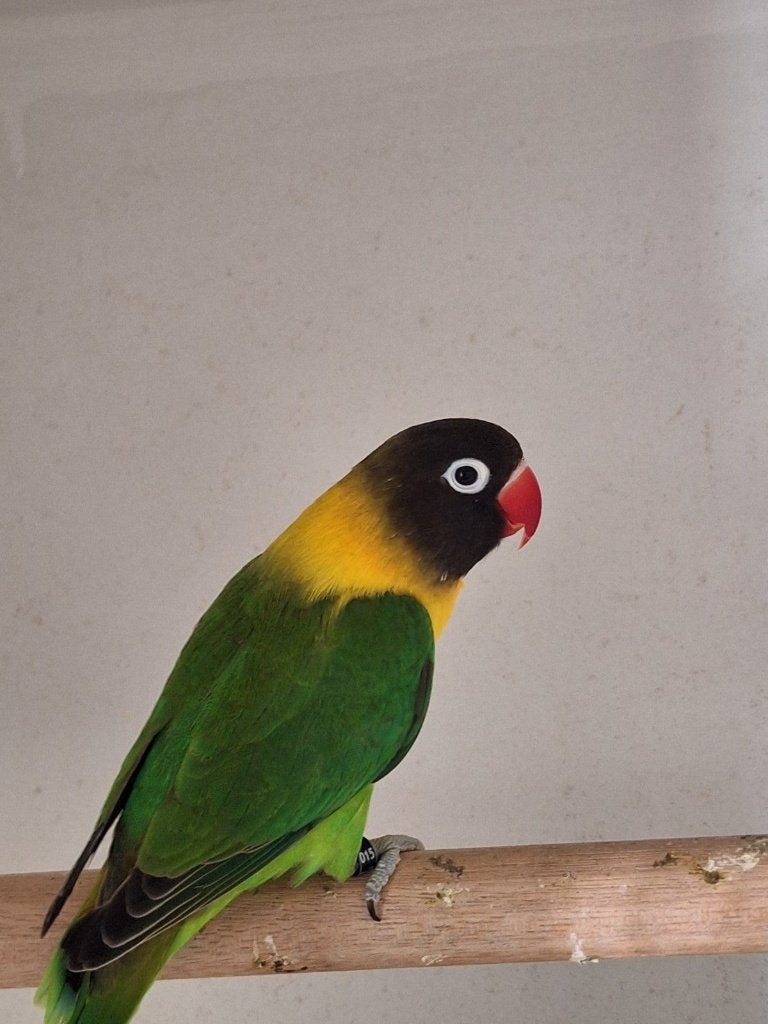 Agapornis Personata, Dieren en Toebehoren, Vogels | Parkieten en Papegaaien, Mannelijk, Dwergpapegaai of Agapornis, Geringd