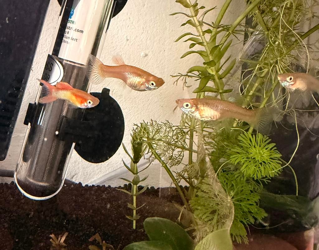 Prachtige Japan Blue Double Red guppen 2 zwangervrouwtjes, Vis