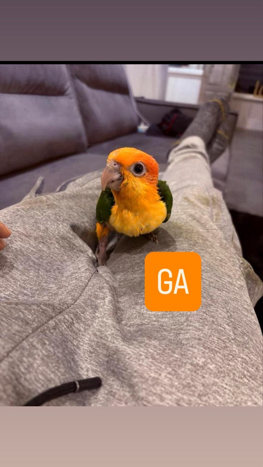 Prachtig jonge Roestkop Caique’s om super tam te maken, Geslacht onbekend, Papegaai, Tam