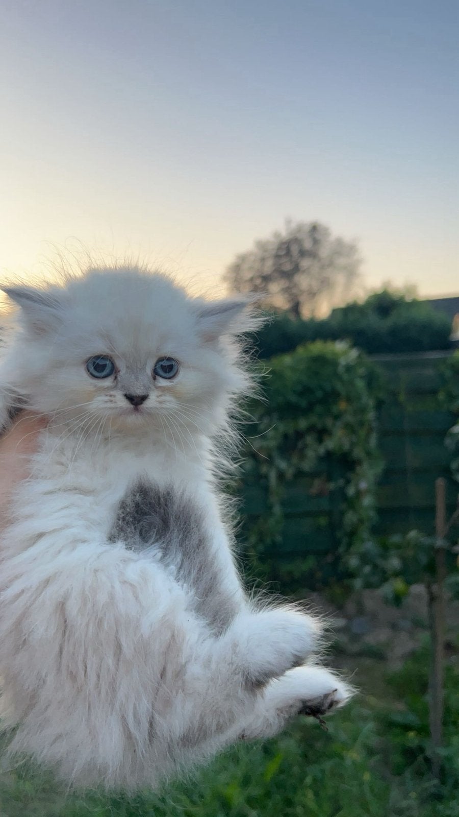 Katten, Meerdere dieren