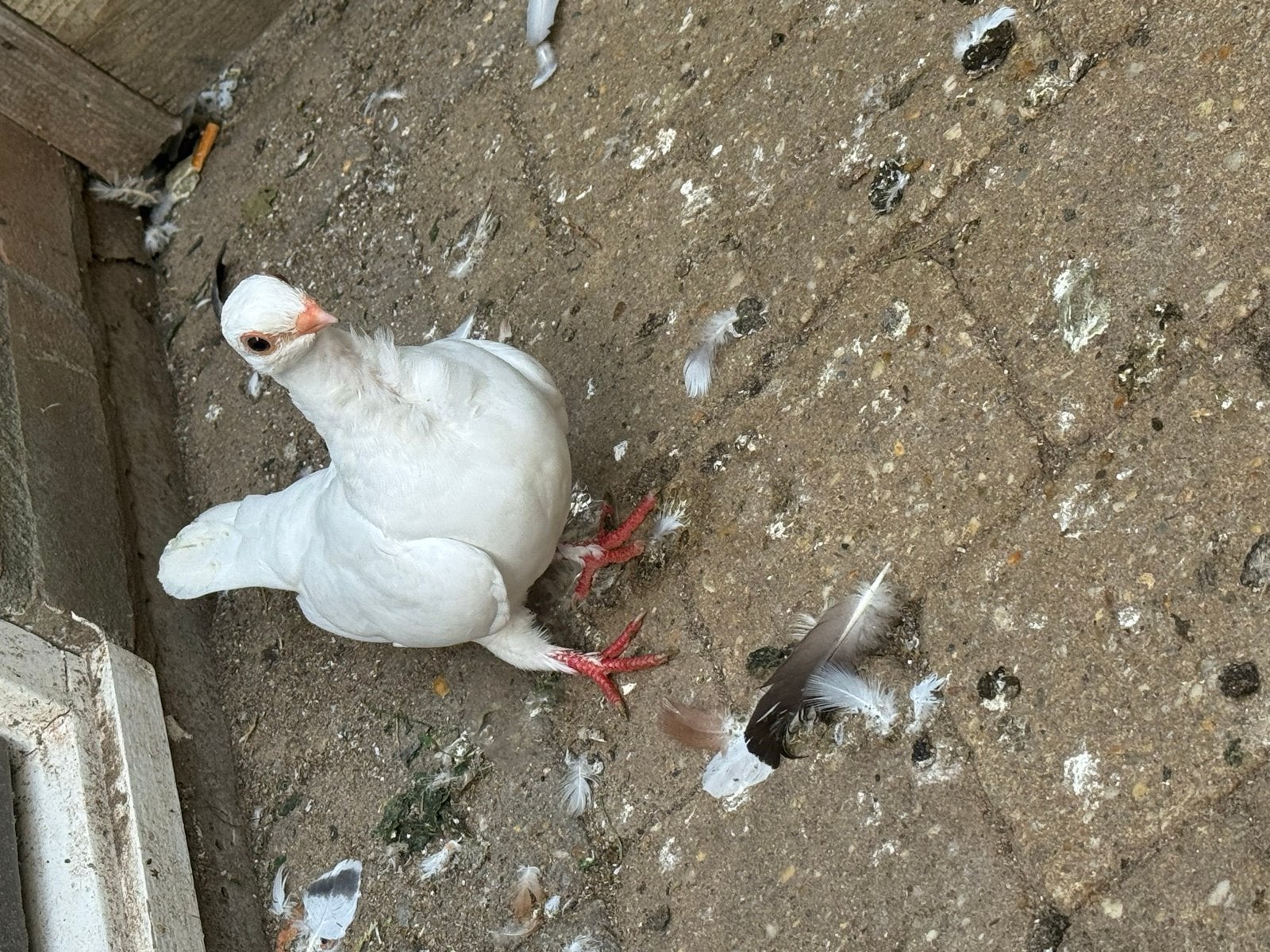 Een paar sierduiven, Meerdere dieren, Overige soorten