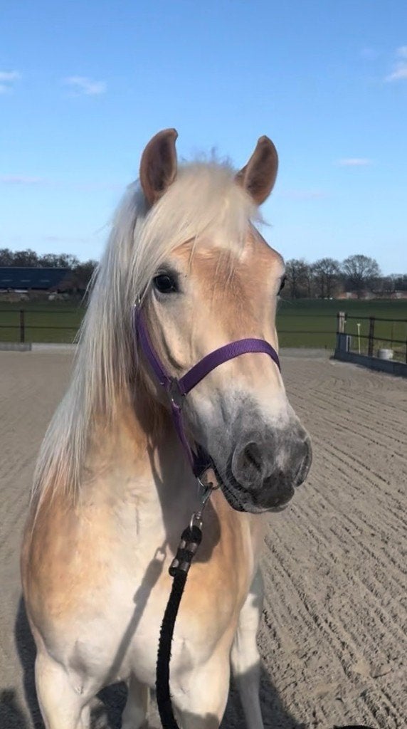 Top beweger - haflinger ruin, Dieren en Toebehoren, Paarden, Minder dan 160 cm, Met stamboom, Ruin, 3 tot 6 jaar