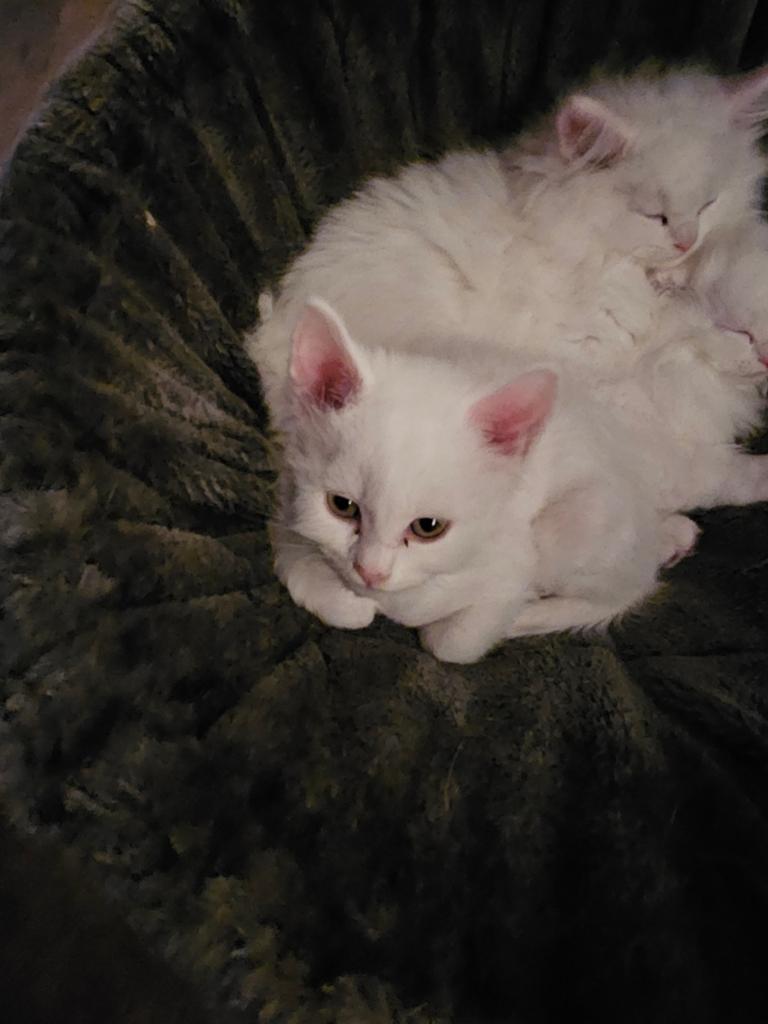 Kitten, Kater, Ontwormd, 0 tot 2 jaar